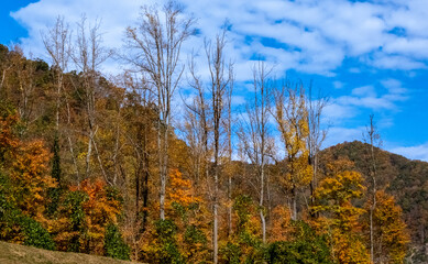 Fototapeta premium Fall color Skyline Drive Virginia