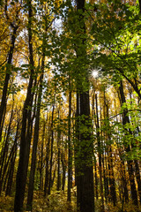Tall Trees Fall Color