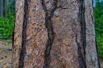 Sequoia tree trunk close-up