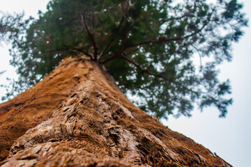 Sequoia tree trunk close-up in Mariposa Grove, Yosemite, California