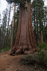 Sequoia tree trunk in Mariposa Grove, Yosemite, California