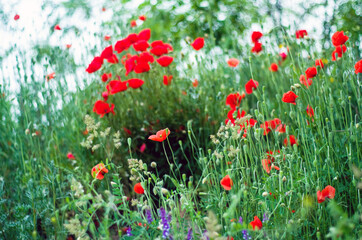 Poppies in the meadow