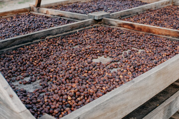 selected coffee beans in a plantation in the middle of nature