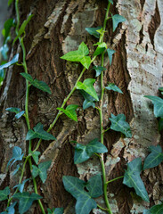 Details of the vegetation in autumn in the countryside of the Liendo Valley. Cantabria, Spain, Europe