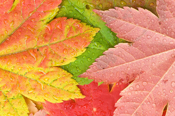Raindrops collect on colorful vine maple Acer circinatum leaves in Autumn; Mount Rainier National Park, Washington
