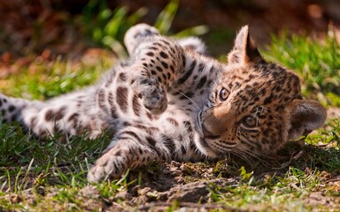 Naklejka na ściany i meble leopard in the grass