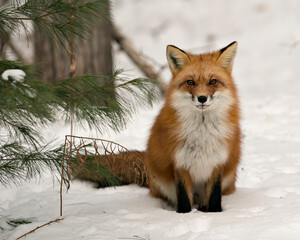 Fototapeta premium Red Fox Stock Photos. Fox Image. Picture. Portrait. Close-up profile view in the winter season sitting on snow in its environment and habitat with snow background displaying bushy fox tail, fur.