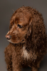 Studio portrait of a cocker wet spaniel dog. The studio background is grey