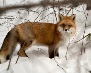  Red Fox Stock Photos. Fox Image. Picture. Portrait. Close-up profile side view in the winter season in its environment and habitat with snow background displaying bushy fox tail, fur.