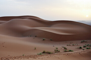 Beautiful sand dunes in a desert at the sunrise with a very smooth silky texture, sensual shapes and chocolate color, with small green shrubs between the dunes, seen from above