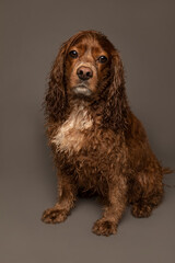 Studio portrait of a cocker wet spaniel dog. The studio background is grey