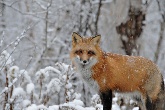 Red Fox stock photos. Red fox close-up profile view with falling snow in the winter season in its environment and habitat with tree  and snow background. Fox Image. Picture. Portrait