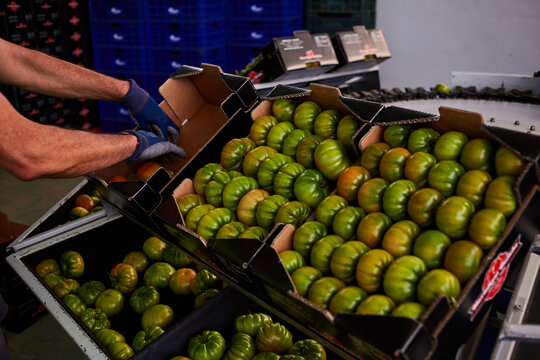 Crop unrecognizable worker putting fresh green tomatoes in cardboard boxes while working on agricultural farm