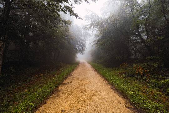 Empty shabby pathway between grass and growing trees in mist in windy weather in Spain