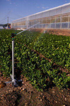 Modern irrigation system watering green plants growing on agricultural field in countryside on sunny day