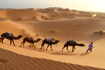 Bedouin man walking between golden sand dunes in the desert followed by four camels one behind the other at sunset, seen from above 