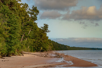 forest by the sea and overturned tree