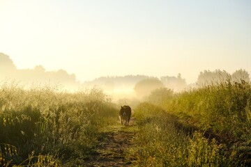 Happy Border Collie dog during walk on wet fields with dew in misty morning with light of sun. 