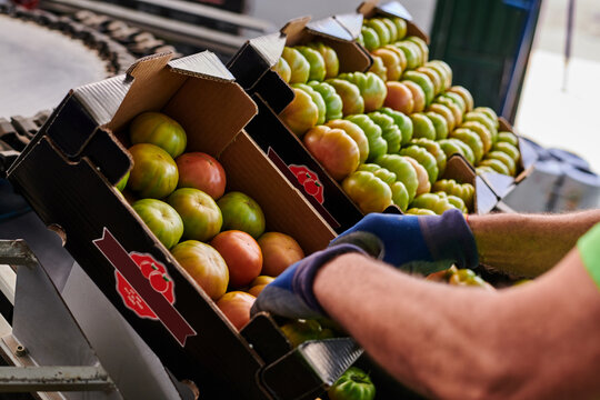 Crop unrecognizable worker putting fresh green tomatoes in cardboard boxes while working on agricultural farm