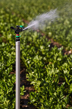 Modern irrigation system watering green plants growing on agricultural field in countryside on sunny day