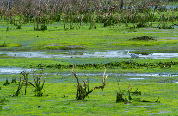 Grey heron (Ardea cinerea). Marshes of Bengoa, Marismas de Santoña, Victoria y Joyel Natural Park, Cantabrian Sea, Cantabria, Spain, Europe