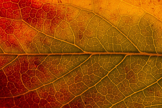 Fototapeta Macro background of colorful autumn dry leaf