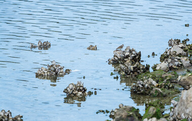Common sandpiper (Actitis hypoleucos). Marshes of Bengoa, Marismas de Santoña, Victoria y Joyel Natural Park, Cantabrian Sea, Cantabria, Spain, Europe