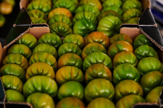 Delicious green tomatoes placed in rows in cardboard containers in local grocery market