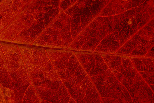 Macro background of colorful autumn dry leaf