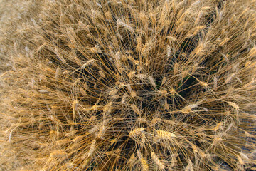 field crops grown with wheat. Agronomy and agriculture. Food industry.