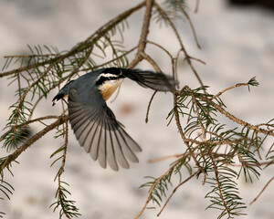 Nuthatch stock photos. Close-up profile view flying over fir tree branches in its environment and habitat with a blur background, displaying spread wings, feather plumage and bird tail.