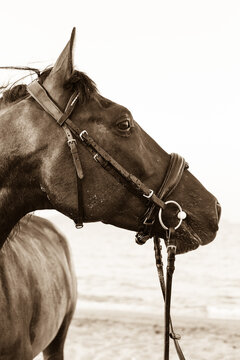 Close-up of beautiful black and white horse on the beach