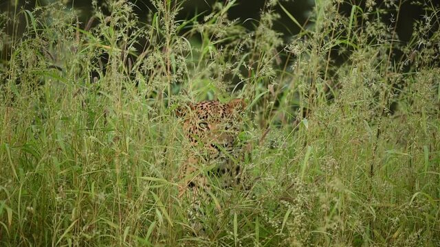 full shot of wild male leopard or panther camouflage in green grass during monsoon season safari at forest of central india - panthera pardus fusca