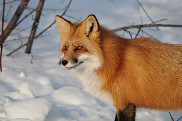 Obraz premium Red Fox stock photos. Red fox head shot close-up profile view looking to the left side in the winter season in its environment and habitat with snow background. Fox Image. Picture. Portrait