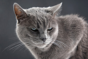 Studio portrait of a beautiful grey cat on dark background. pet mammal animal predator