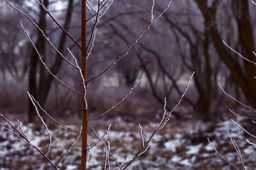 snow covered branches of young birch tree, with winter park background, winter landscape and nature