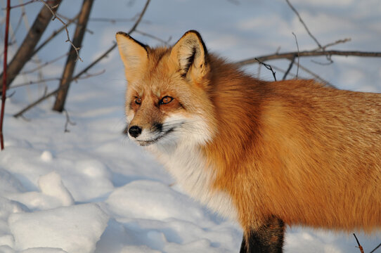 Red Fox stock photos. Red fox head shot close-up profile view looking to the left side in the winter season in its environment and habitat with snow background. Fox Image. Picture. Portrait