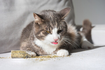 Funny tabby cat licking dried catnip, catwort or catmint