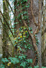 Oak forest in autumn in the Ferreria La Iseca, in the municipality of Guriezo in the province of Cantabria, Spain, Europe