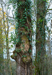 Oak forest in autumn in the Ferreria La Iseca, in the municipality of Guriezo in the province of Cantabria, Spain, Europe