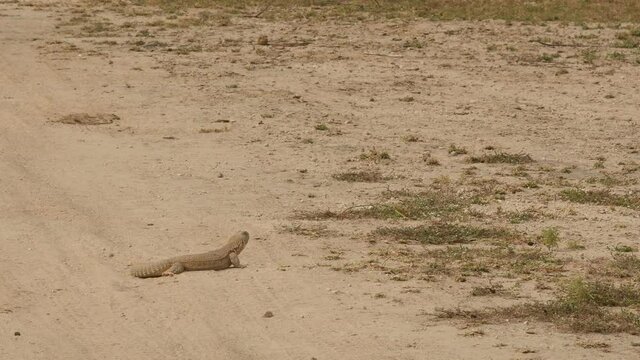 wide shot of Spiny tailed lizards or Uromastyx side view in tal chhapar sanctuary rajasthan india