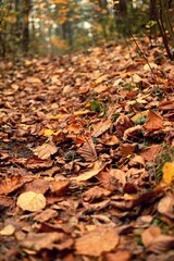 Jesienne liście budujące ścieżkę w głąb lasu i jesieni. - obrazy, fototapety, plakaty