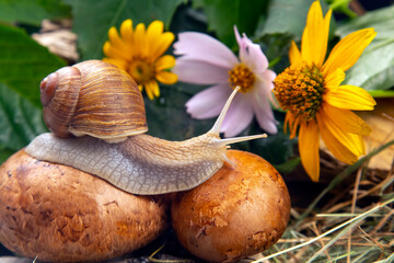 grape snail is actively crawling in nature. mollusc and invertebrate. delicacy meat and gourmet food.
