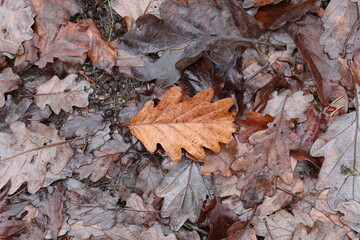 Fallen from a tree leaves in the forest in autumn