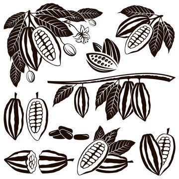 collection of cocoa beans, branch and leaves isolated on white background