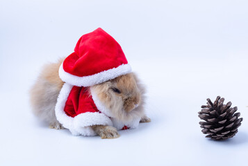 Merry Christmas and Happy Holidays. Rabbit wearing Santa Cross dress. Cute Brown baby bunny And pine cones