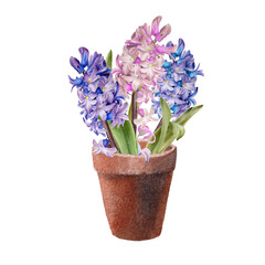 Fototapeta na wymiar Hyacinth flower in the pot. Watercolor spring illustration