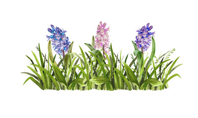 Obraz premium Watercolor botanical illustration. Spring grass with hyacinth flowers. Hand drawn floral background. Horizontal composition.