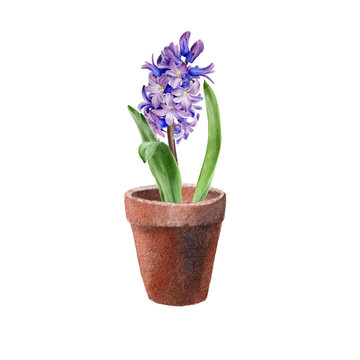Hyacinth flower in the pot. Watercolor spring illustration