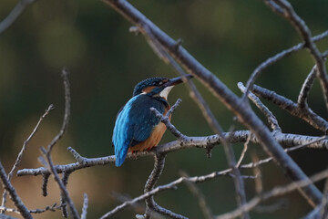 kingfisher on the branch